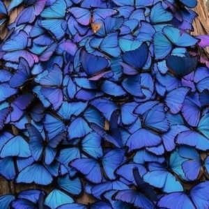 Meet your Posher, Chantel